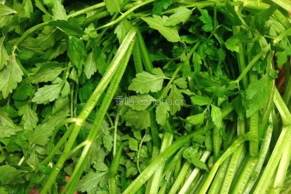 野芹菜肉末的做法图解1
