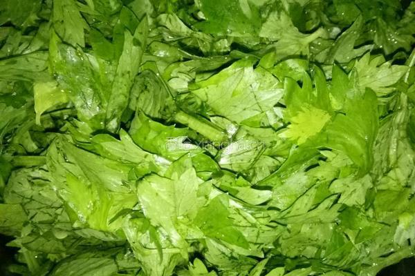 蒜蓉芹菜叶豆腐皮(凉菜）的做法图解1
