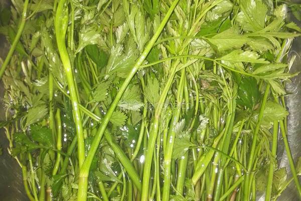 素炒水芹菜的做法图解2