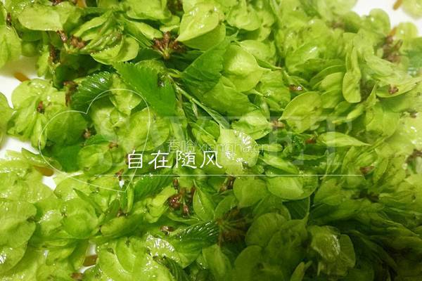 蒸榆钱儿的做法图解1
