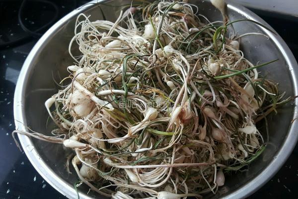 小头蒜泡菜的做法图解1