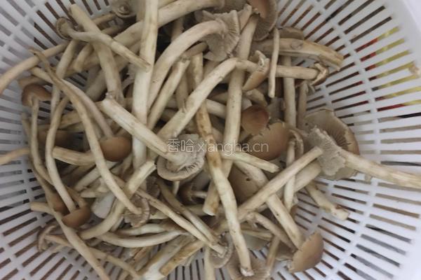 瘦肉炒茶树菇的做法图解1