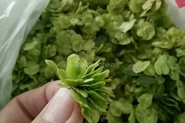 榆树钱贴饼子的做法图解2