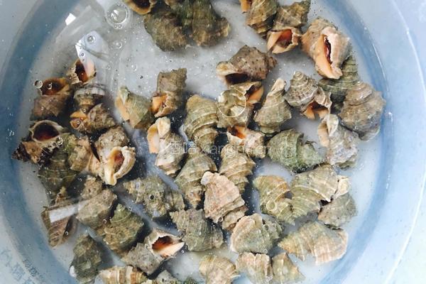 大葱花肉爆海石螺的做法图解1