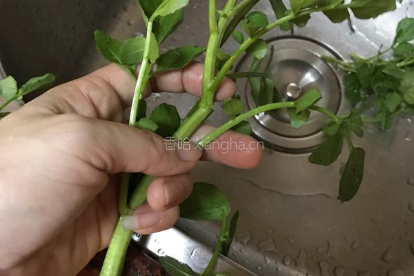 西洋菜汤的做法图解2