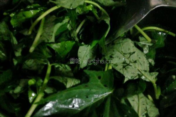 蒜蓉番薯叶的做法图解4