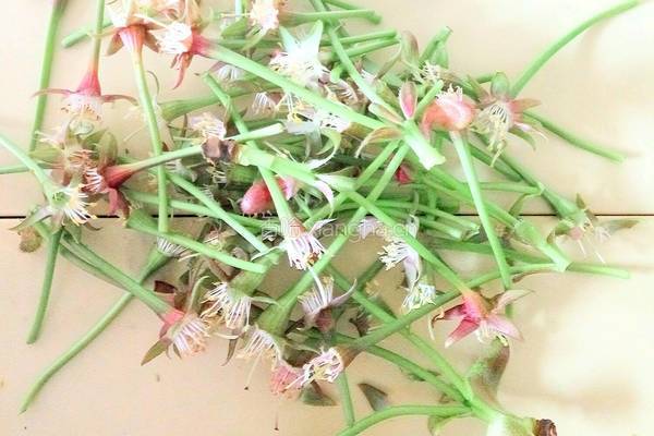 春之樱花酱的做法图解2