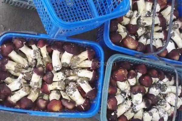 大球盖菇炒肉的做法图解2