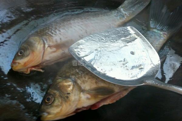 米浆鲫鱼豆腐汤的做法图解6