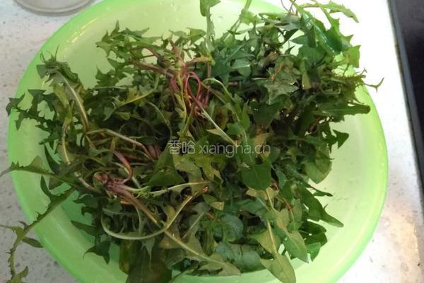蒲公英茶的制作的做法图解1