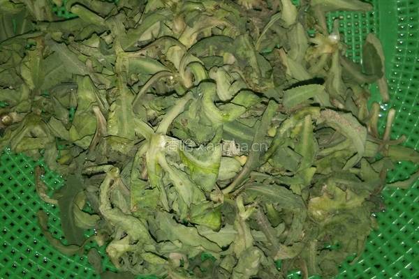 凉拌苦苦菜的做法图解1