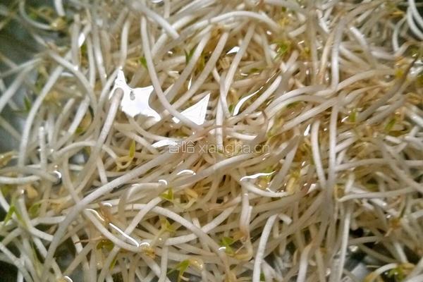 胡萝卜炒粉丝的做法图解3