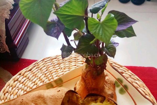 老屋私房菜空气炸锅版烤地瓜的做法图解4