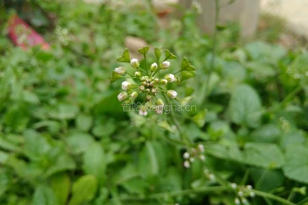 荠菜花煮鸡蛋的做法图解1