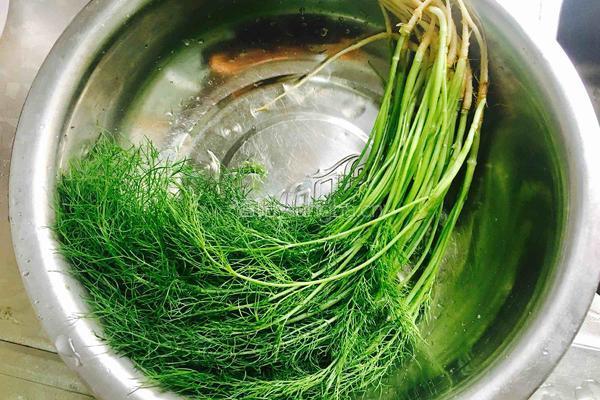 茴香炒荞丝的做法图解5