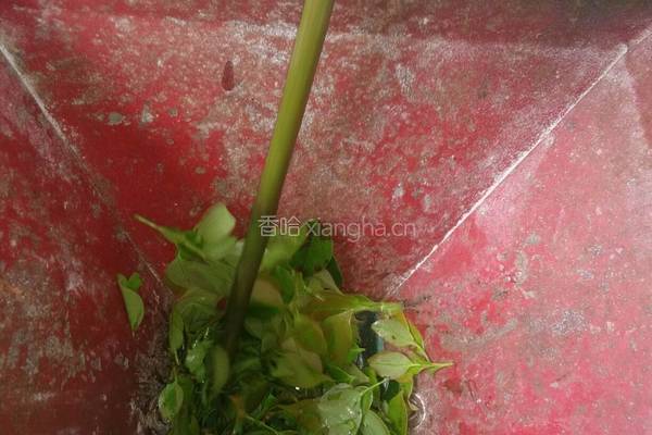 黑蚂蚁的做法图解4