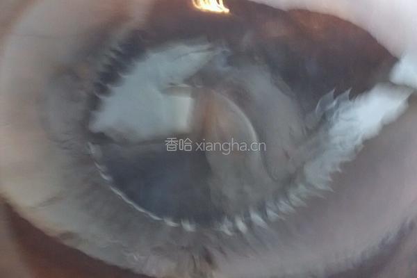 香椿炒鸡蛋的做法图解13