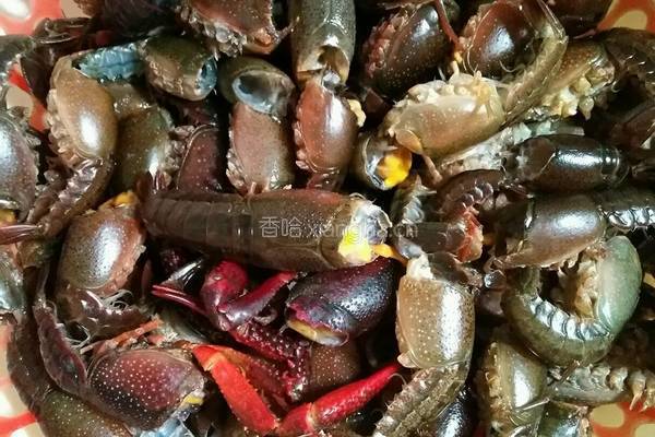 麻辣小龙虾的做法图解1