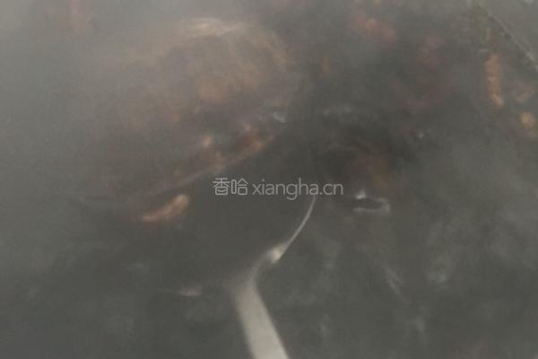 乌龟汤（野生）的做法图解4