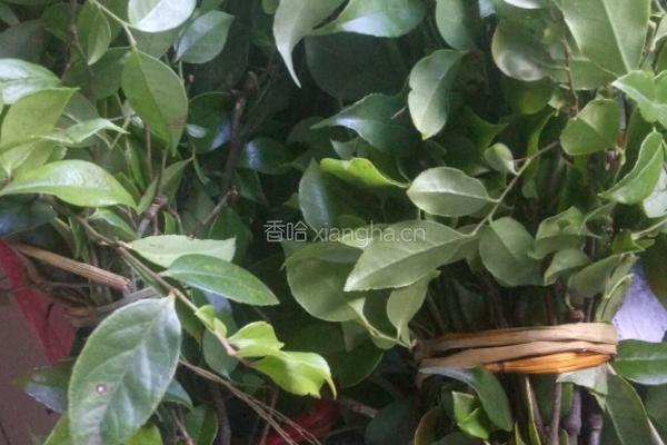 乌饭的做法图解1
