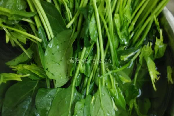 凉拌蒜末菠菜的做法图解3