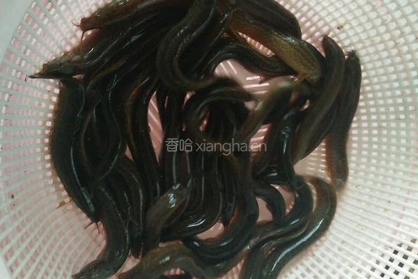 香辣干煸泥鳅的做法图解6