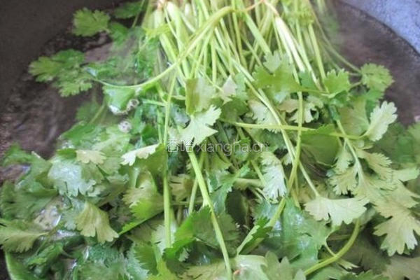 保存香菜方法的做法图解4