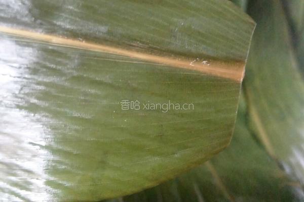 八宝咸肉粽的做法图解5