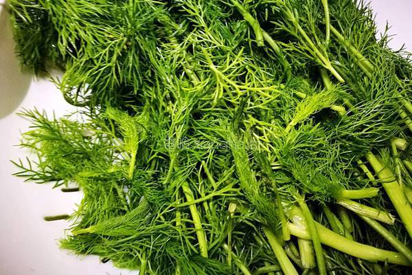「Cathy边吃边营养」茴香猪肉大馅饺子的做法图解3