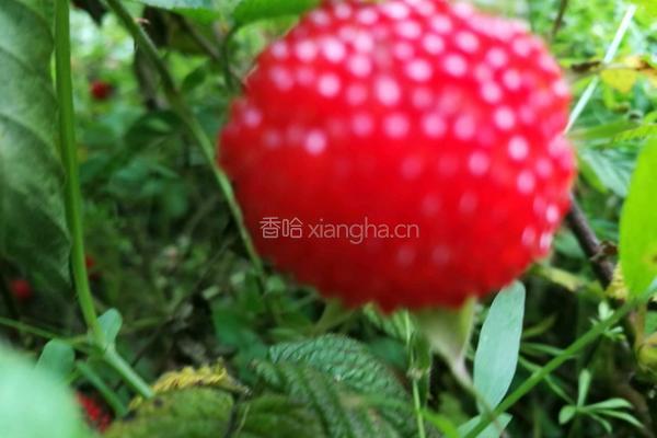 覆盆子果酱的做法图解1