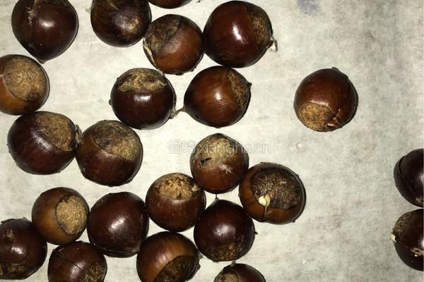 蜂蜜板栗的做法图解1