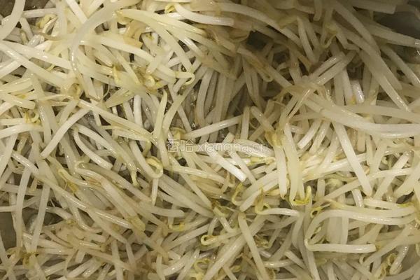 豆芽炒韭菜的做法图解2