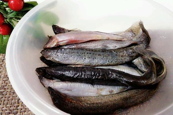 红烧泥鳅的做法图解1