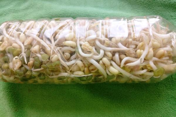 饮料瓶生绿豆芽的做法图解9