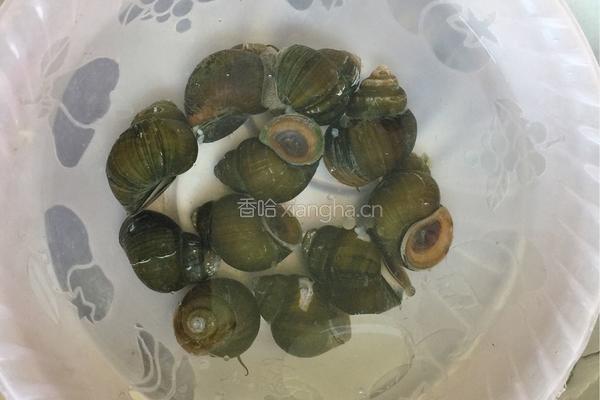 田螺塞肉的做法图解1