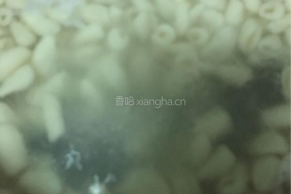 西红柿蛋烩猫耳朵的做法图解3
