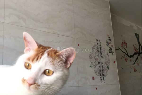 海棠家治愈打卤面的做法图解6