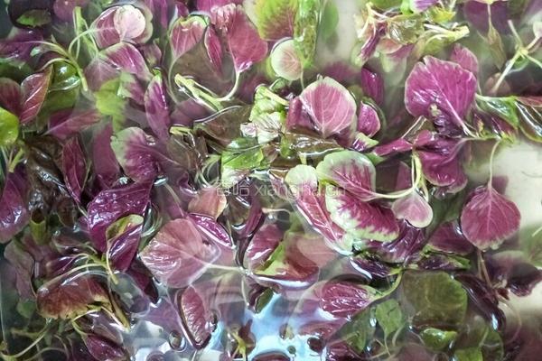 蒜香红苋菜的做法图解2