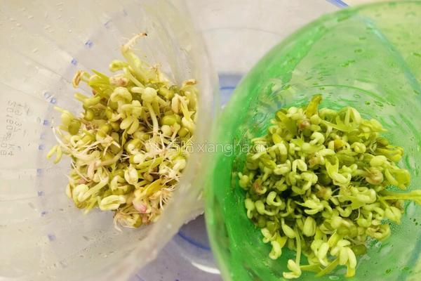 自发绿豆芽的做法图解5