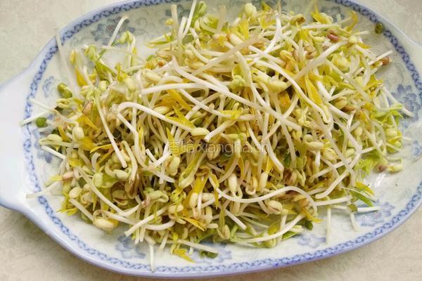自发绿豆芽的做法图解7