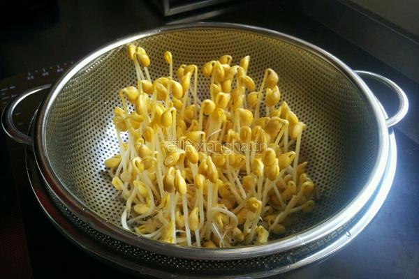 自发黄豆芽的做法图解12