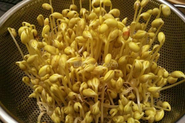 自发黄豆芽的做法图解13