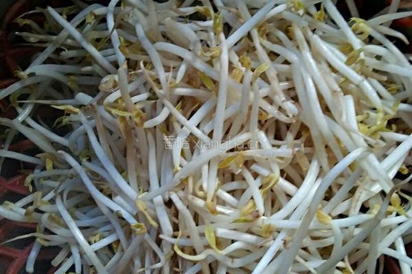 酸辣绿豆芽的做法图解2