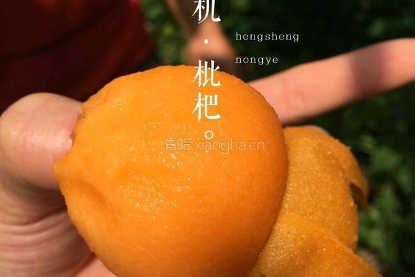 冷饮枇杷露的做法图解3