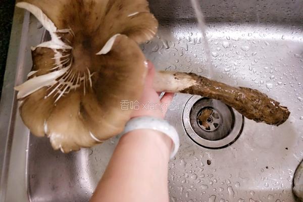 泡山椒蒸三塔菌的做法图解2