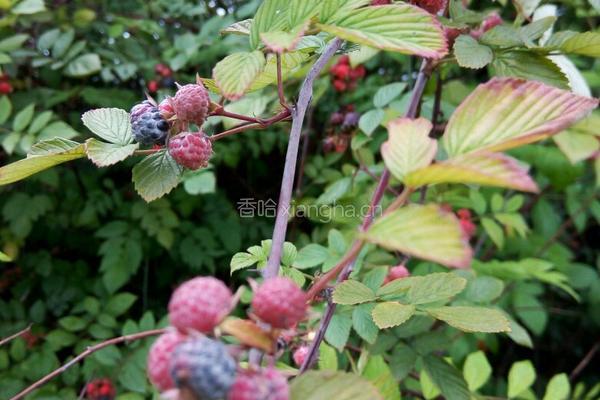 野生树莓酱的做法图解1