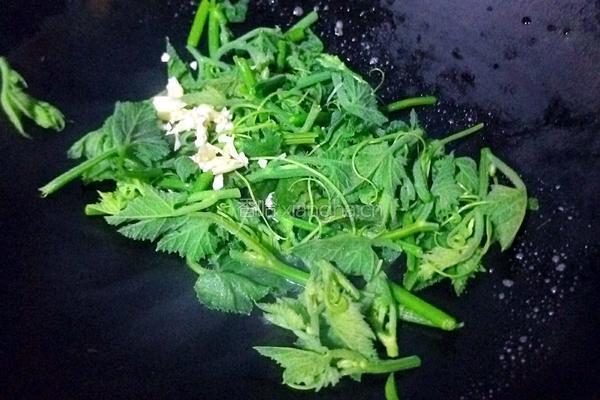 蒜香南瓜苗的做法图解6