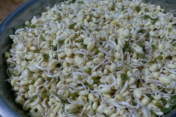 麻香绿豆芽的做法图解1