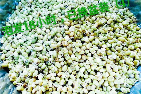 绿豆芽（自己泡发最健康）的做法图解7