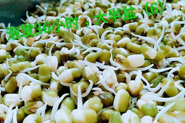 绿豆芽（自己泡发最健康）的做法图解9